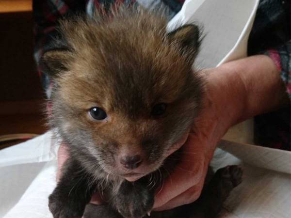 「子犬を保護しました」の投稿に「それ、犬？」という声が殺到　予想外の結末に