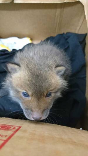 「子犬を保護しました」の投稿に「それ、犬？」という声が殺到　予想外の結末に