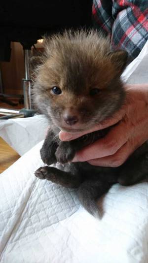 「子犬を保護しました」の投稿に「それ、犬？」という声が殺到　予想外の結末に