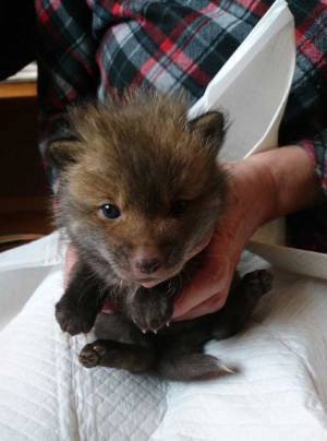 「子犬を保護しました」の投稿に「それ、犬？」という声が殺到　予想外の結末に