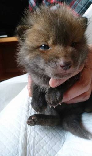 「子犬を保護しました」の投稿に「それ、犬？」という声が殺到　予想外の結末に