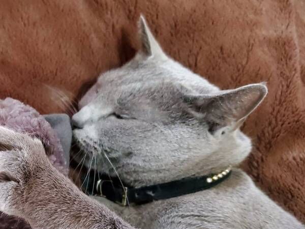 ６万人が癒された 愛猫にぬいぐるみを渡した写真がかわいすぎる 年5月23日 ウーマンエキサイト 1 2