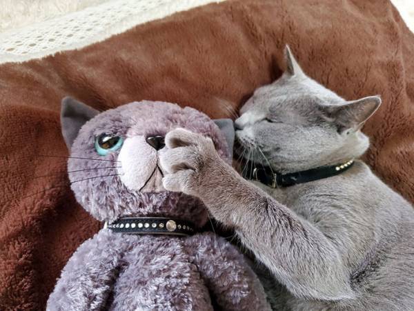 ６万人が癒された…　愛猫にぬいぐるみを渡した写真がかわいすぎる！