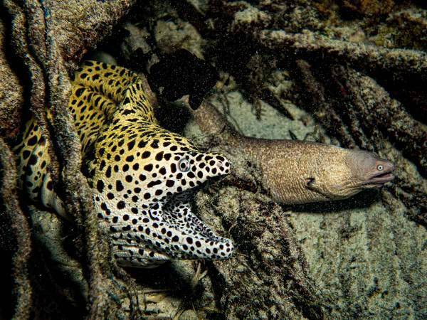 ウツボがパクパクと話し合い？！しかしその後衝撃的なシーンが…