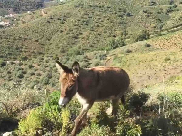 ２か月ぶりにペットのロバに会い、嬉しくて涙する男性　するとロバは…