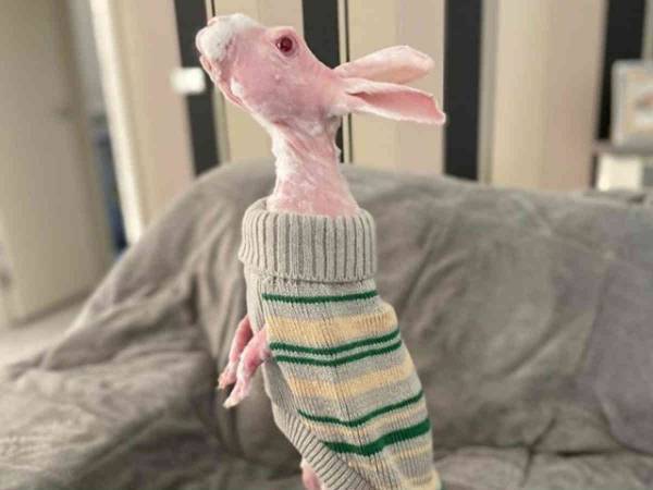 安楽死させられそうだった毛のないウサギ　今ではインスタで大人気に