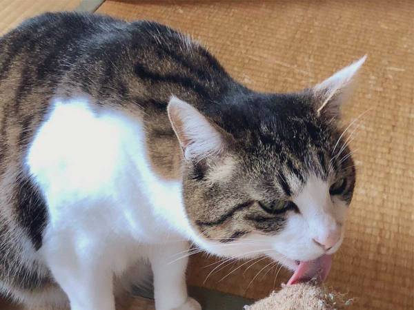 毛玉だらけの靴下を履いていたら…？　愛猫の行動に「笑った！」「面倒見よすぎ」