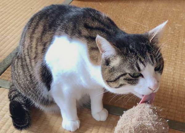 毛玉だらけの靴下を履いていたら…？　愛猫の行動に「笑った！」「面倒見よすぎ」