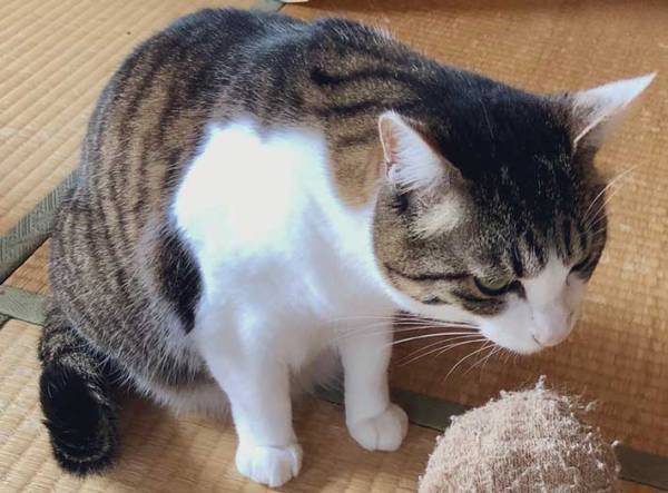 毛玉だらけの靴下を履いていたら…？　愛猫の行動に「笑った！」「面倒見よすぎ」