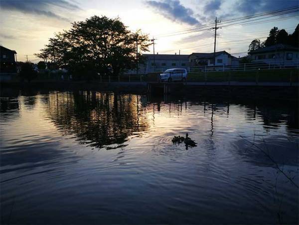 親子のカモを救った通りすがりの男性　段ボールを用意すると？