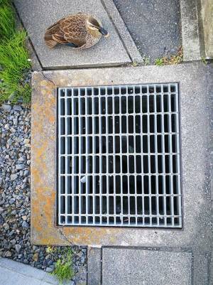 親子のカモを救った通りすがりの男性　段ボールを用意すると？