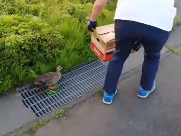 親子のカモを救った通りすがりの男性　段ボールを用意すると？