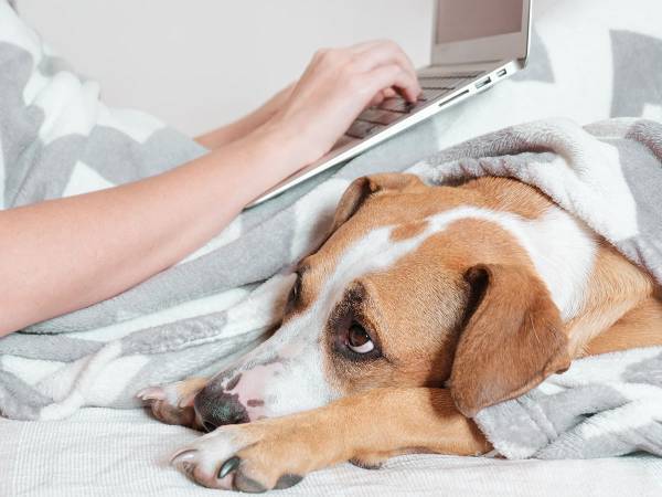 長期間のテレワークで飼ってる犬が…　上司も悩んでしまった相談とは