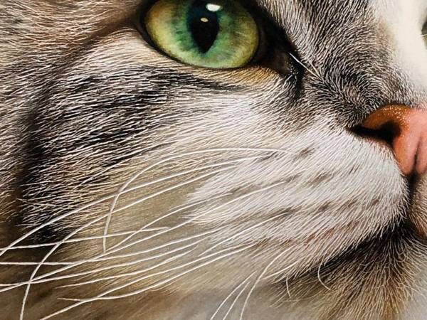 透き通る目をした猫ちゃん…　その『制作過程』に「嘘でしょ…」「すごすぎる」
