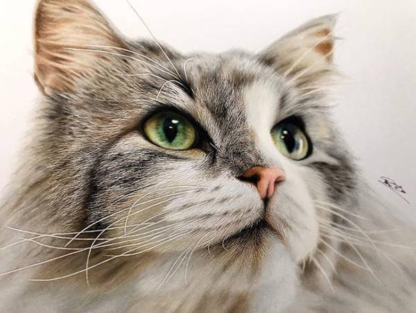 透き通る目をした猫ちゃん…　その『制作過程』に「嘘でしょ…」「すごすぎる」