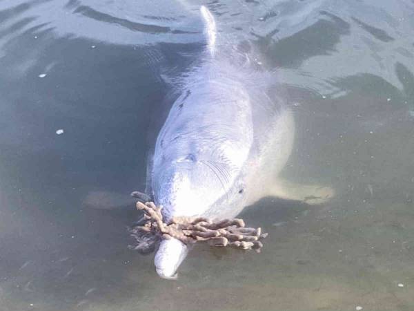 「はい、これあげる」　飼育員にプレゼントを持ってくるイルカが話題に