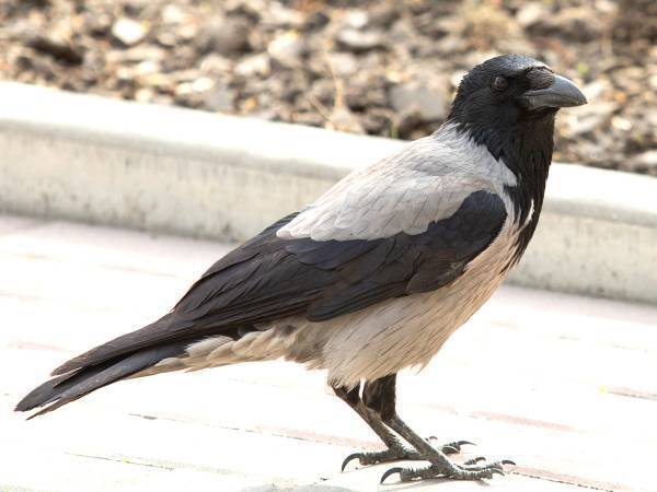 嘘だろ…　道路にいるハリネズミとカラス　何をしているのかと思ったら？