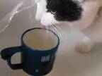 「ミ、ミーちゃん…」　水を飲む愛猫に、飼い主が衝撃　なぜなら？