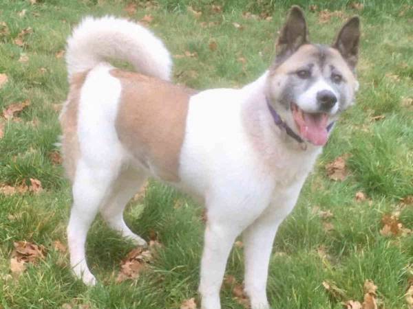 愛犬を盗まれた親子　悲しみを乗り越えた後に、最高の結末が待っていた！