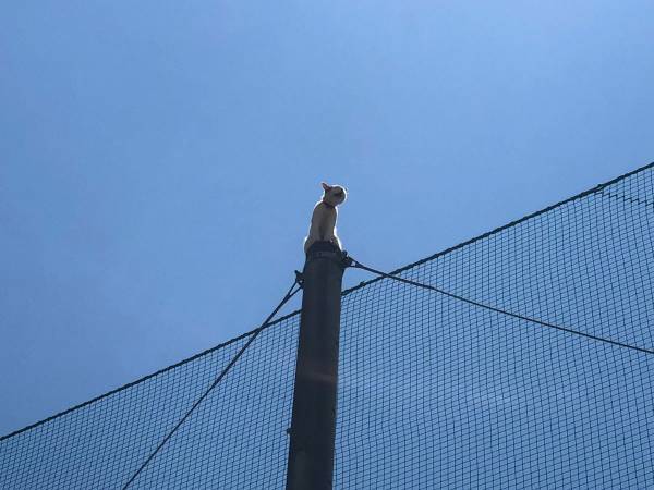 近畿大学「事件が起こりました」　猫の救出劇を４３万人が見守る