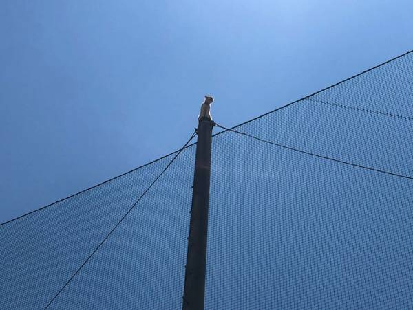 近畿大学「事件が起こりました」　猫の救出劇を４３万人が見守る