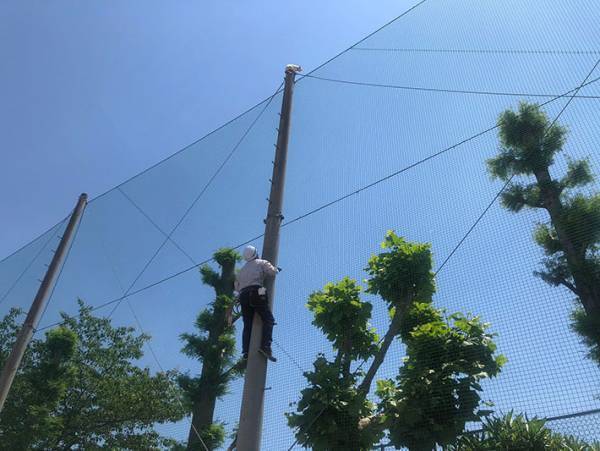 近畿大学「事件が起こりました」　猫の救出劇を４３万人が見守る