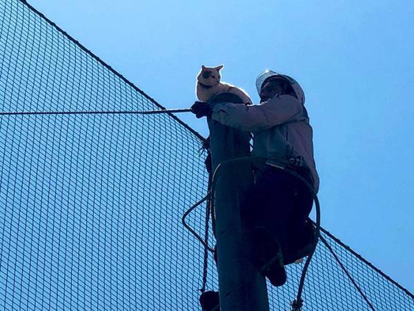 近畿大学「事件が起こりました」　猫の救出劇を４３万人が見守る