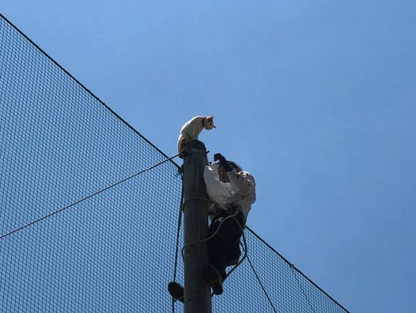 近畿大学「事件が起こりました」　猫の救出劇を４３万人が見守る