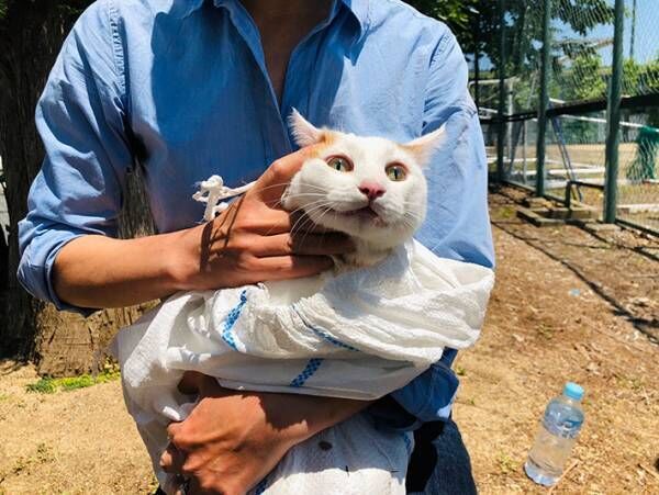近畿大学「事件が起こりました」　猫の救出劇を４３万人が見守る