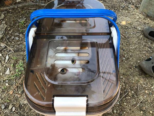 近畿大学「事件が起こりました」　猫の救出劇を４３万人が見守る