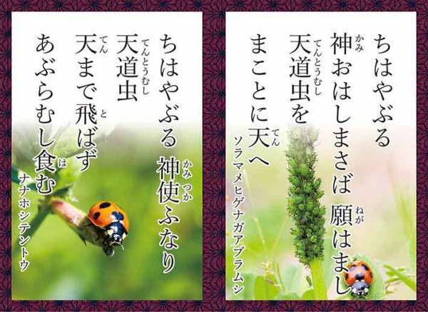 虫だって楽じゃない！？　『こんちゅう和かるた』で見えてくる昆虫の世界
