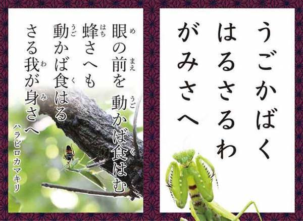 虫だって楽じゃない！？　『こんちゅう和かるた』で見えてくる昆虫の世界