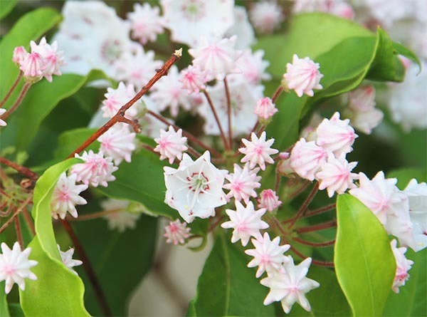『あの』お菓子にそっくりの花！　「育ててみたい」「かわいい」と話題