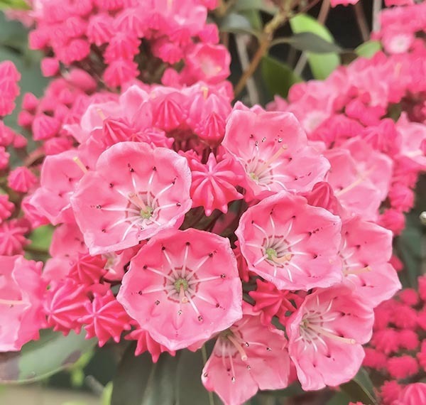 『あの』お菓子にそっくりの花！　「育ててみたい」「かわいい」と話題