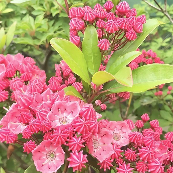 『あの』お菓子にそっくりの花！　「育ててみたい」「かわいい」と話題