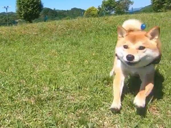 宣言解除後の柴犬の姿が、たまらん…！　１８万人がグッときた動画