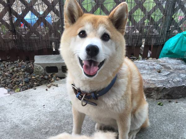 嬉しそうな表情の柴犬の前に置かれた『あるもの』に、衝撃…！