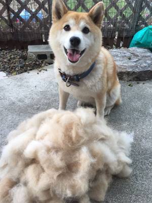 嬉しそうな表情の柴犬の前に置かれた『あるもの』に、衝撃…！