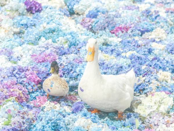 「思わず息をのんだ」「これは絶景」と称賛の声が相次いだアジサイの写真がこちら　【全７枚】