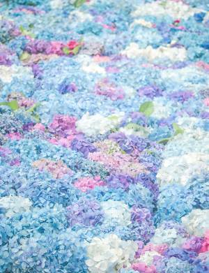 「思わず息をのんだ」「これは絶景」と称賛の声が相次いだアジサイの写真がこちら　【全７枚】