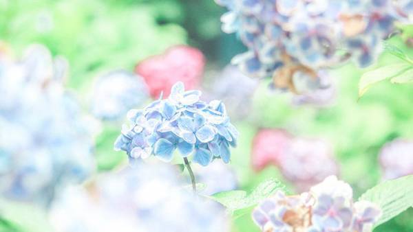 「思わず息をのんだ」「これは絶景」と称賛の声が相次いだアジサイの写真がこちら　【全７枚】