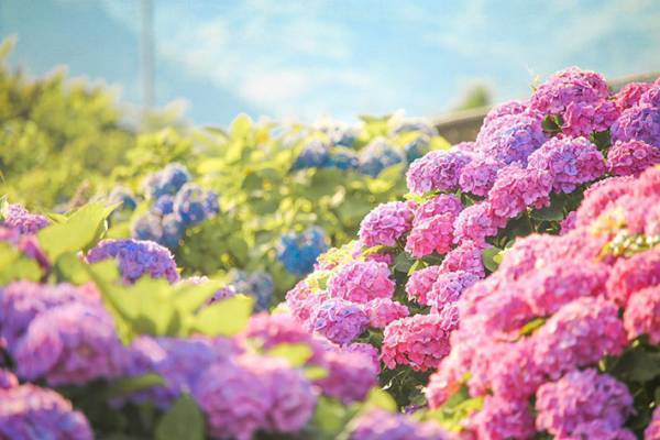 「思わず息をのんだ」「これは絶景」と称賛の声が相次いだアジサイの写真がこちら　【全７枚】