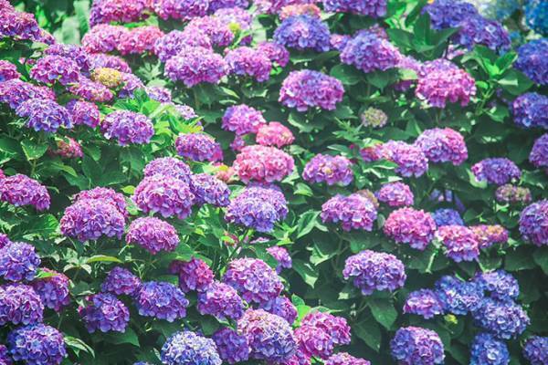 「思わず息をのんだ」「これは絶景」と称賛の声が相次いだアジサイの写真がこちら　【全７枚】