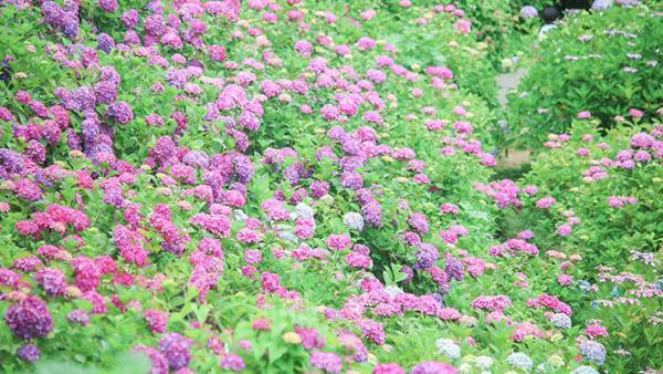 「思わず息をのんだ」「これは絶景」と称賛の声が相次いだアジサイの写真がこちら　【全７枚】