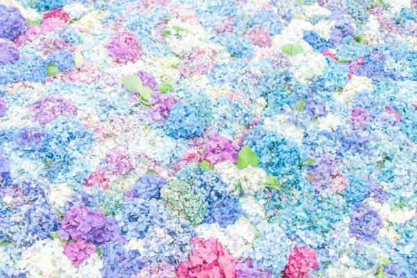 「思わず息をのんだ」「これは絶景」と称賛の声が相次いだアジサイの写真がこちら　【全７枚】