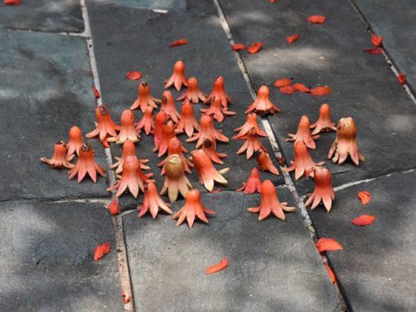 タコさんウインナーが密に！　Twitterに投稿された１枚が話題　実はコレ…