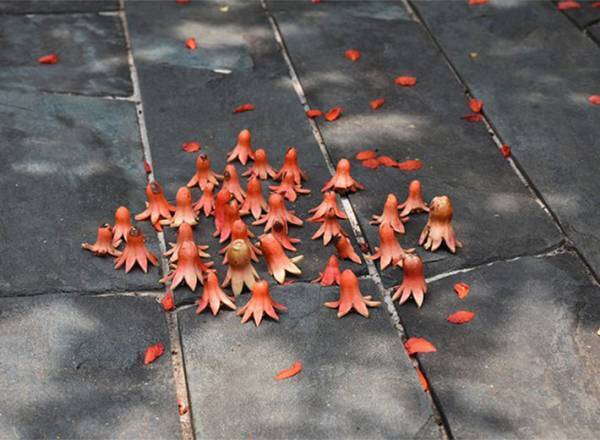 タコさんウインナーが密に！　Twitterに投稿された１枚が話題　実はコレ…