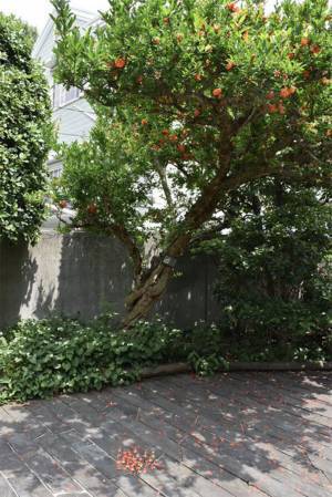 タコさんウインナーが密に！　Twitterに投稿された１枚が話題　実はコレ…