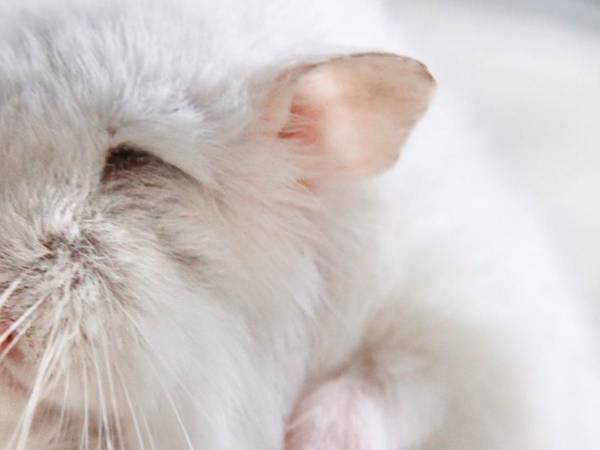 『おじいちゃん』になったハムスター…？　その姿に１６万人が驚いた！