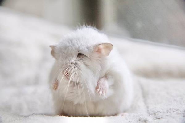 『おじいちゃん』になったハムスター…？　その姿に１６万人が驚いた！